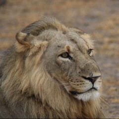 A large male lion gazing across the Arican plains. 