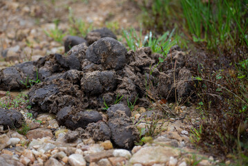 horse manure close up in field