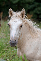 Obraz premium White horse head portrait vertical