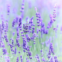 Obraz premium Nature background with spring flowers. Selective and soft focus. Close up.
