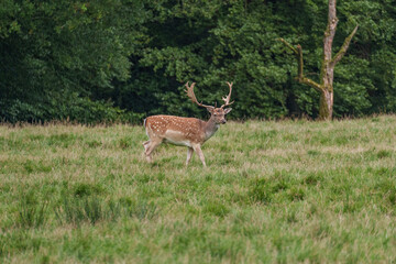 Viele Rehe im Münsterland