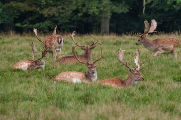 Viele Rehe im Münsterland
