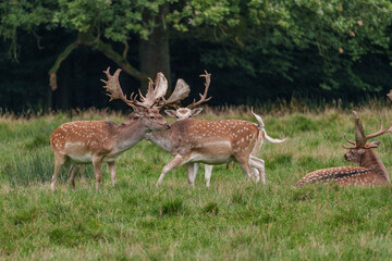 Viele Rehe im Münsterland