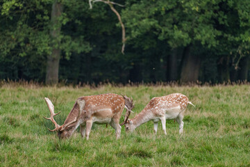 Viele Rehe im Münsterland