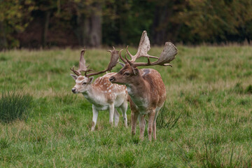 Viele Rehe im Münsterland