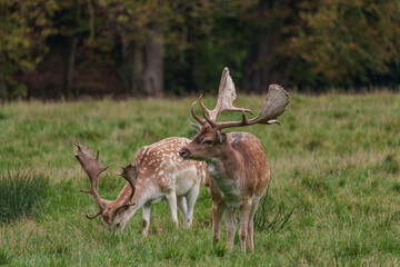 Viele Rehe im Münsterland