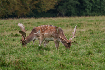 Viele Rehe im Münsterland