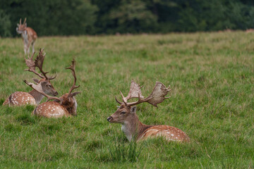 Viele Rehe im Münsterland