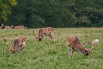 Viele Rehe im Münsterland
