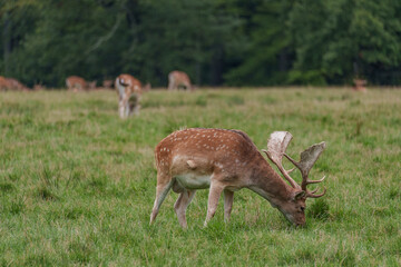 Viele Rehe im Münsterland