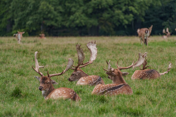 Viele Rehe im Münsterland