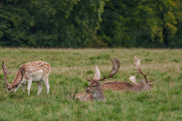 Viele Rehe im Münsterland