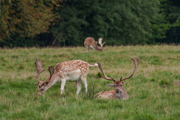 Viele Rehe im Münsterland