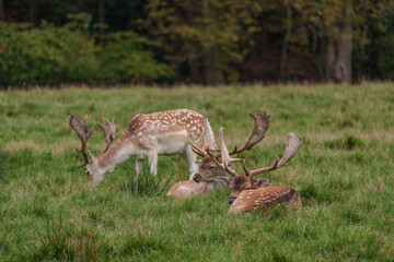 Viele Rehe im Münsterland