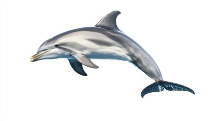 A photo of a dolphin jumping, isolate on white background