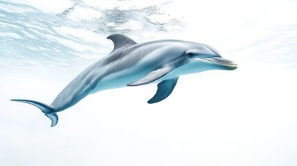 A photo of a dolphin underwater, isolate on white background