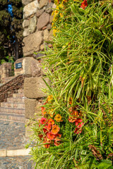blooming yellow flower entrance to the gibralfaro castle and alcazaba in malaga