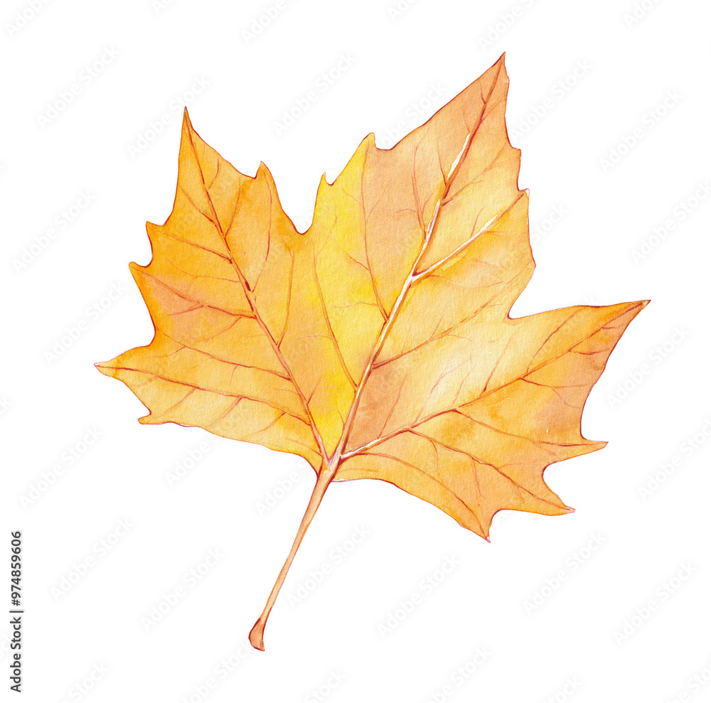 Wall mural watercolor yellow maple leaf. autumn card