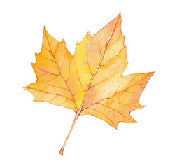Watercolor yellow maple leaf. Autumn card