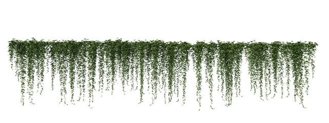 Fototapeta premium 3D render ivy on transparent background