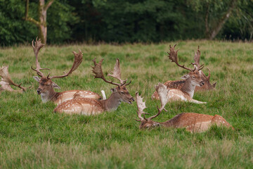 Viele Rehe im Münsterland