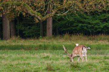 rotwild im münsterland