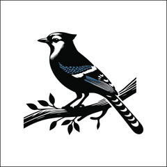 bird, crow, black, animal, wildlife, nature, raven, magpie, beak, white, wild, birds, feather, branch, isolated, avian, feathers
blue jay on a branch