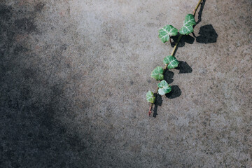 ivy branch on concrete background
