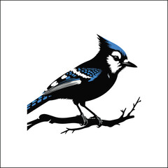 bird, crow, black, animal, wildlife, nature, raven, magpie, beak, white, wild, birds, feather, branch, isolated, avian, feathers
blue jay on a branch