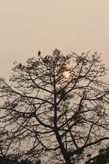 afternoon sunrise in the middle of the tree