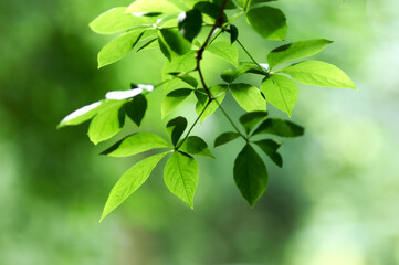 Green leaves background. Selective and soft focus. Copy space.