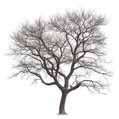 Bare tree isolate on white background, minimal leaves,