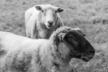 Schafe im Münsterland