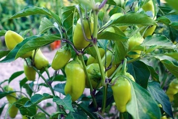 green peppers on a branch