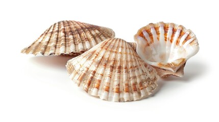 Obraz premium A pair of shells resting on a clean, white background