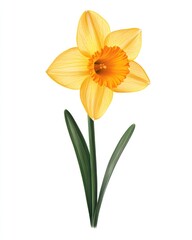 Obraz premium Daffodil flower isolate on white background, spring bloom,