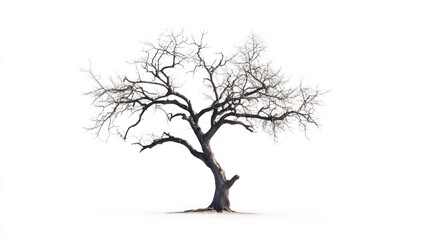 Dead tree isolate on white background, barren,
