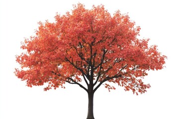 Detailed maple tree with vibrant red leaves, isolated on white, autumn theme