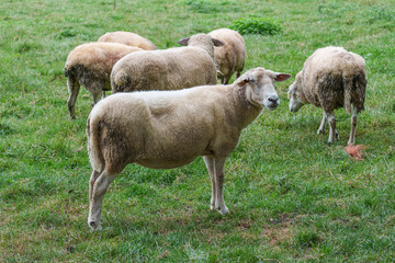 Obraz premium Schafe im Münsterland