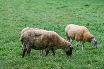 Schafe im M&uuml;nsterland