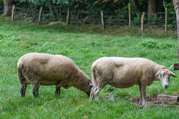 Fototapeta premium Schafe im Münsterland