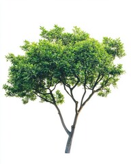 Green tree isolate on white background, natural beauty, close up,