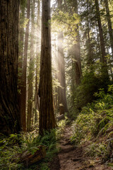 Sunburst Behind Young Redwood Tree In Forest