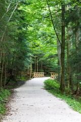 
a footpath in the forest with a bridge over a river in the distance