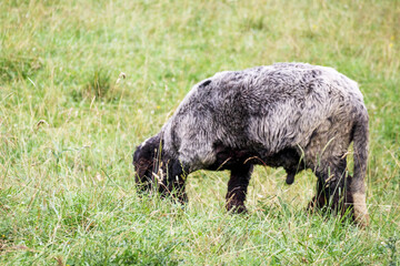 black sheep with big wool eating grass