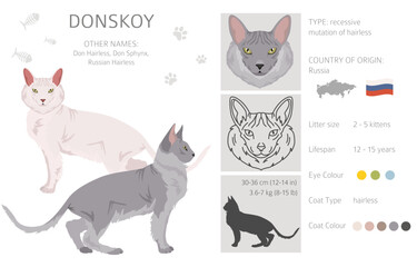 Donskoy, Don Sphynx Cat clipart. All coat colors set.  All cat breeds characteristics infographic. Vector illustration