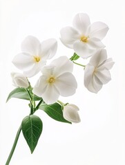 Jasmine flower isolate on white background, delicate and fragrant,