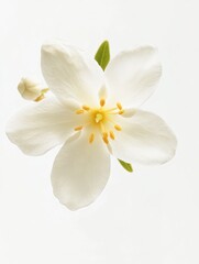 Jasmine flower isolate on white background, delicate and fragrant,