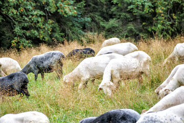 Fototapeta premium black and white sheep with big wool eating grass
