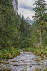 Obraz premium a small mountain river in the forest